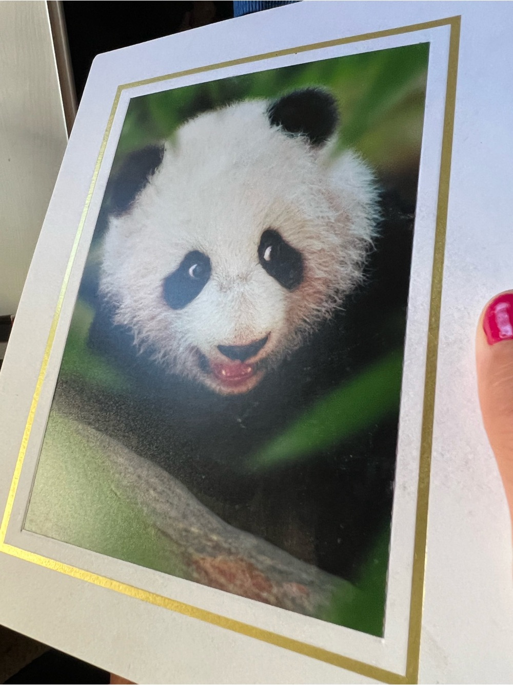 Panda Photgraph - Picture 2 of 3